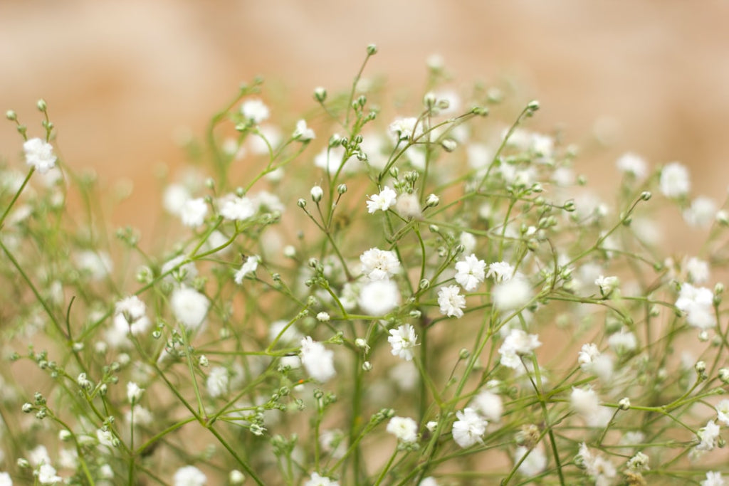 Forever in Bloom: The Enduring Charm of Bulk Preserved Baby's Breath for Every Occasion