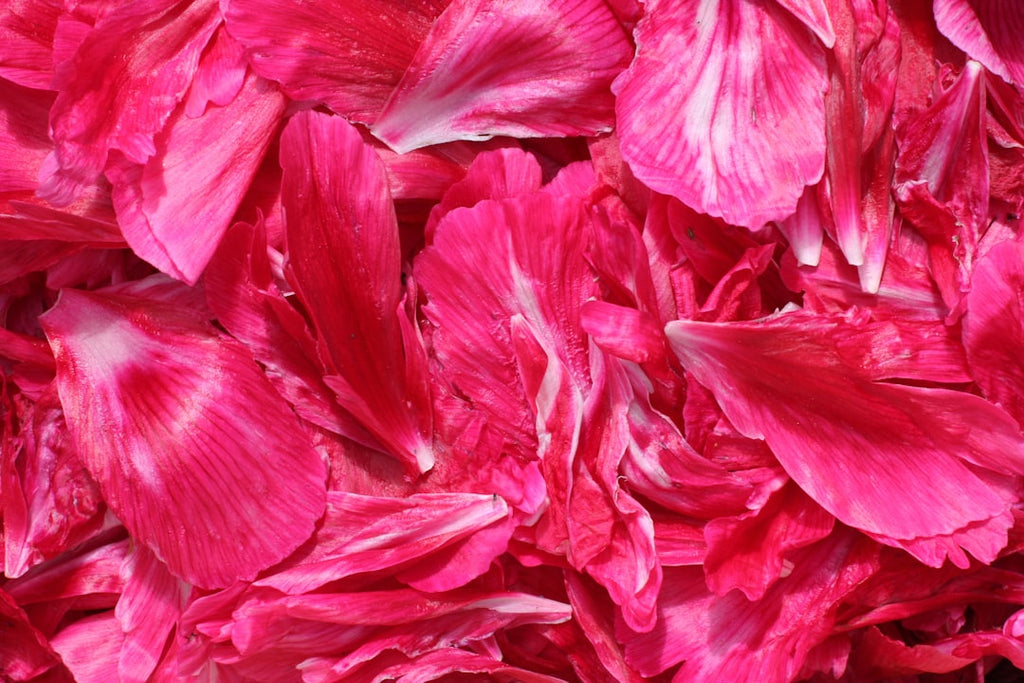 Scatter Joy, Not Waste: Why Natural Biodegradable Petal Confetti is Your Celebration's Perfect Eco-Friendly Touch