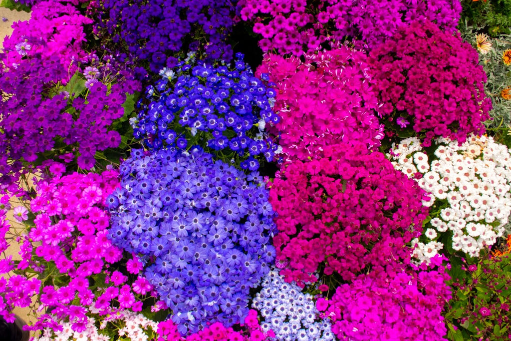 Cultivate Breathtaking Cascades: Your Complete Guide to Growing Rock Cress Cascade Mix Seeds