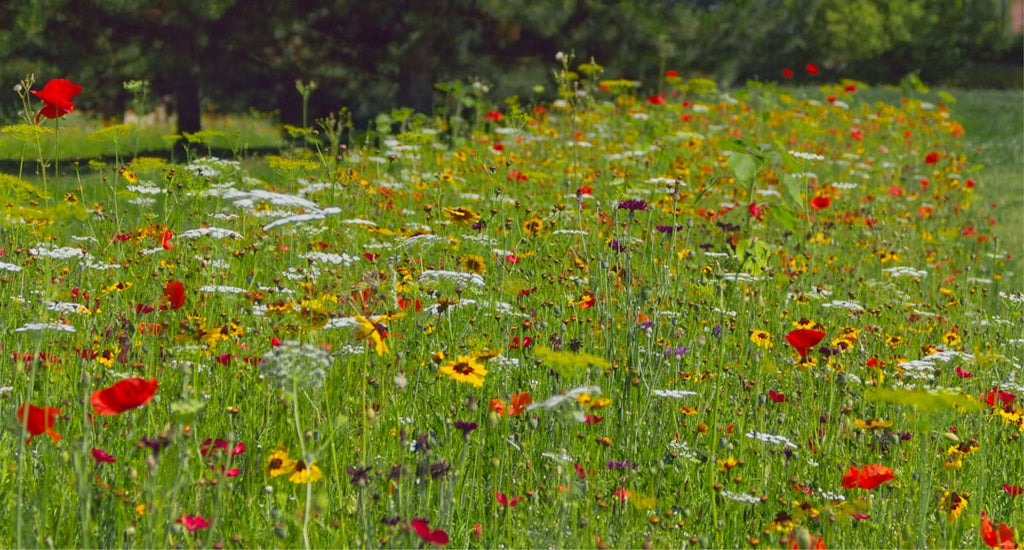 Grow Your Own Endless Bouquets: The Ultimate Guide to the Dizzy Bees Urban Garden Cutting Garden Annual Mix Seeds