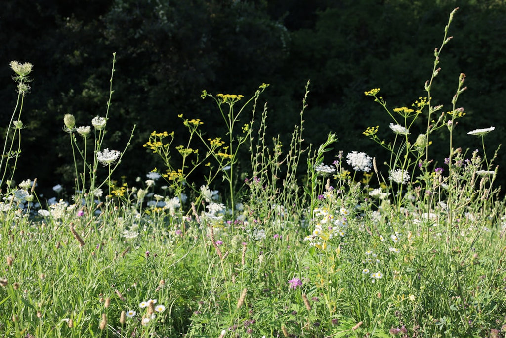 Cultivate Endless Blooms: Your Essential Guide to Our 200+ All-in-One Perennial Wildflower Seed Mixture