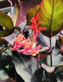 3 Canna Lily  Bulbs Red Flowers Tall Plants Purple Bronze Leaf Large Rhizomes