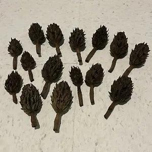 15 Magnolia Seed Pods Cones
