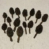 15 Magnolia Seed Pods Cones