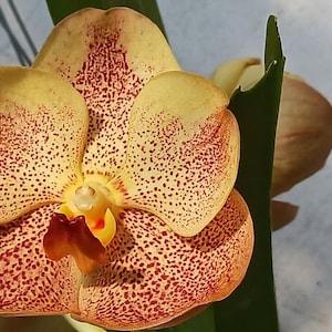 Orchid Vanda Sonia Deccach 502 Tropical Hanging Plants