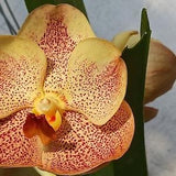 Orchid Vanda Sonia Deccach 502 Tropical Hanging Plants