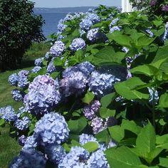Mophead Hydrangea macrophylla All Summer Beauty - Plant Flower Delivery