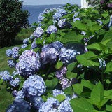 Mophead Hydrangea macrophylla All Summer Beauty - Plant Flower Delivery