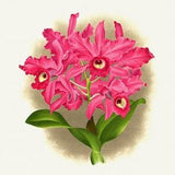 Orchid No. 490, 1885, Linden auth., botanical print (giclee) on canvas, 50x70cm. or 20x25" approx.