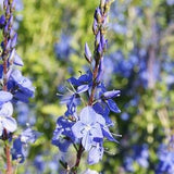 AZURE SAGE Salvia Azurea, Hardy Native Perennial, 3 Rare Seeds