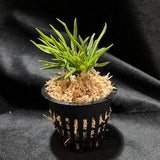 RARE! Vanda (Neofinetia) falcata 'Seiryujishi' ??????{???