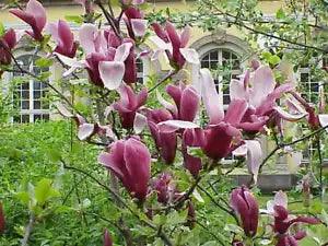 Magnolia Liliiflora Shrub 10 Seeds, Mulan Tulip Lily Magnolia
