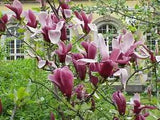 Magnolia Liliiflora Shrub 10 Seeds, Mulan Tulip Lily Magnolia
