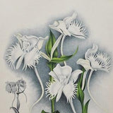 Habenaria Susannae - Original Large Antique Orchid Print 1880s - orchidaceae botanical botany plant flower linden orchidee white butterfly