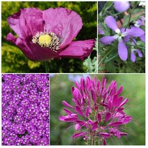 Caribou Seed Company | PURPLE PASSION Garden | Seed Kit | 4 Packets | Purple Alyssum, Matthiola, Hungarian Poppy, Purple Cleome