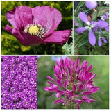 Caribou Seed Company | PURPLE PASSION Garden | Seed Kit | 4 Packets | Purple Alyssum, Matthiola, Hungarian Poppy, Purple Cleome