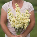 Stock Seeds ?C Yellow Stock - Matthiola incana ?C Gilly Flower - Annual Flower Seeds