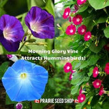 Mixed Color Morning Glory Flower Seeds Canada, Annual Flowering Climbing Vine, Ipomoea, Container Gardening Blue Purple Pink + GIFT!