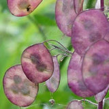 25 Pope's Mint Seeds - old garden plant flowers - Reproducible Peasant Seeds - untreated