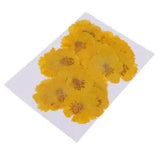 20 Yellow Coreopsis Dried Flower Embellishment for DIY Phone Case Decoration