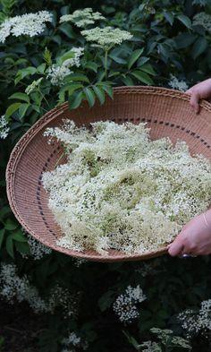 Online Foraging Course: Edible and Medicinal Wild Herbs Flower Delivery