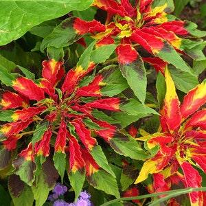 Joseph's Coat Chinese Spinach Tampala Amaranth Tricolor Finesse Flowers 0.2g - 200 Seeds - Amaranthus Tricolor NON GMO