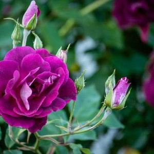 ORGANIC  ROSEBUSH Seeds -15 Seeds - Rosebush Purple color