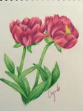 PEONY COLORED PENCIL DRAWING