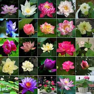 30 Pcs Mixed Bonsai Lotus Seeds Water Lily Flower Plant Fresh Garden Seeds NEW