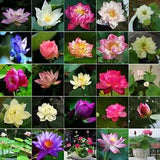 30 Pcs Mixed Bonsai Lotus Seeds Water Lily Flower Plant Fresh Garden Seeds NEW