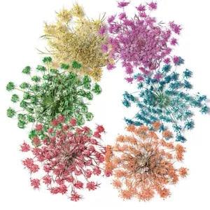 12PCS real Pressed Dry Flower, 7 colors dyed floral supply for art craft FSS27