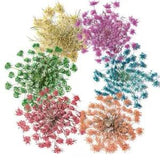 12PCS real Pressed Dry Flower, 7 colors dyed floral supply for art craft FSS27
