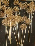 20 COUNT DRIED ALLIUM Bunch BOUQUET Bundle ALLIUMS Dried Flowers #2