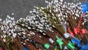 20 Pussy Willow stems branches for decoration 12'' - 4 feet dry preserved 2023