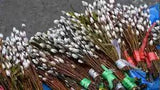 20 Pussy Willow stems branches for decoration 12'' - 4 feet dry preserved 2023