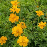 Sulfur Cosmo's 75 seeds