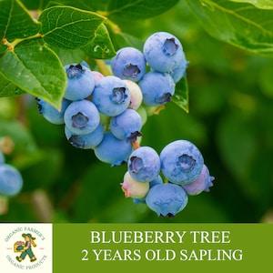 Blueberry Sapling, Grafted Ready To Plant, With Tuberous Soil, 2 Years Old Bold Blueberry Tree for Pot and Garden-Heirloom, Open Pollination