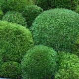 Wholesale Bun Moss, Pillow Moss, Cushion Moss, Great for terrariums, soil topping for houseplants, Orchid substrate