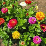 California Giants Zinnia Flower Seeds - Open-Pollinated for Seed Saving - Non-Hybrid & Non-GMO - Heirloom Canada Flower Seeds