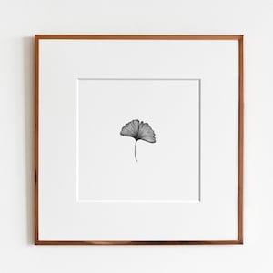 Ginkgo Leaf (Ginkgo biloba) Botanical Art Print | Maidenhair Leaf