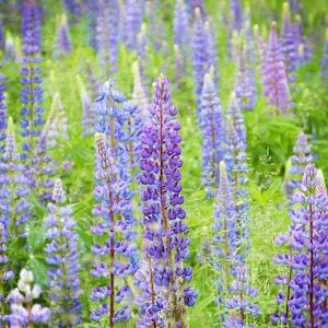 Wild Perennial Lupin Seeds - Lupinus / Lupine / bluebonnet Flower / Quaker Bonnets Legume Family -Natural Soil Conditioner & Nitrogen Fixer