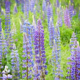 Wild Perennial Lupin Seeds - Lupinus / Lupine / bluebonnet Flower / Quaker Bonnets Legume Family -Natural Soil Conditioner & Nitrogen Fixer