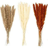 50 Naturally Dried Tall Fluffy Pampas Grass | Real Flowers | 50 CM | White |