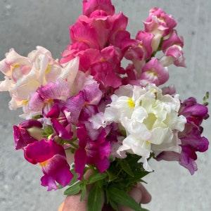 Trailing Snapdragon Mix 100+ Seeds