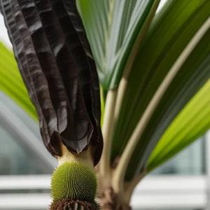 Elephant Yam Rare! Enormous Plant  {Amorphophallus paeoniifolius} Edible | Flowering | Nature's Wonder | 2 viable seeds New!