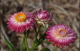 Sempre-Viva Flor-de-Palha (Helichrysum bracteatum) Flower Delivery