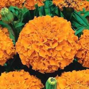 African Marigold / Moonlight 1g / 100 Seeds - Tagetes Erecta GMO Free