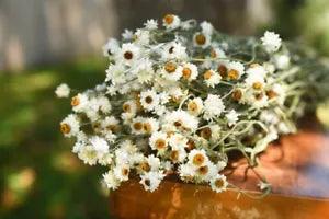 Dried Daisy Bunch: Winged Everlasting Mini Daisies for Wedding