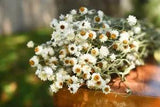 Dried Daisy Bunch: Winged Everlasting Mini Daisies for Wedding
