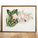 Cattleya Vintage Print Illustration, Botanical Poster Kitchen Wall Art Decor Print, Orchid , vintage art prints orchid photograph | B81